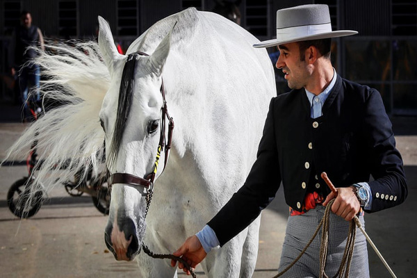 انهدام 40 هزار اسلحه / اسب های میلیون دلاری (گزارش تصویری)