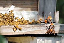 وقتی زنبورهای عسل جیغ می‌کشند!