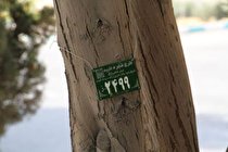 32 هزاردرخت به عنوان 