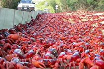 روگذر خرچنگ های قرمز (فیلم)