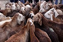 انهدام باند سرقت احشام در شهرستان فهرج 