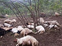 ۱۸۰ رأس گوسفند دامدار لوشانی تلف شد