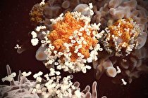 یک بر هیچ به نفع کرونایی‌ ها!