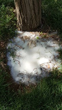 آغاز مرحله دوم عملیات مبارزه با بیماری فوزاریوم درختان اقاقیا در شهر کرمانشاه