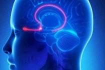 کدام حس سریع‌ترین سیستم هشداردهنده انسان است؟