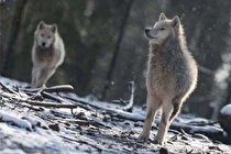 تاثیر مثبت گرگ ها در کاهش تصادفات جاده ای