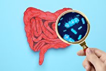 آزمایش انسانی نشان می‌دهد که افزودنی‌های رایج غذایی میکروبیوم روده را تغییر می‌دهد