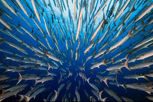 عکس های برگزیده حیات وحش در سال 2021 (گزارش تصویری) عکس های برگزیده حیات وحش در سال 2021 (گزارش تصویری)