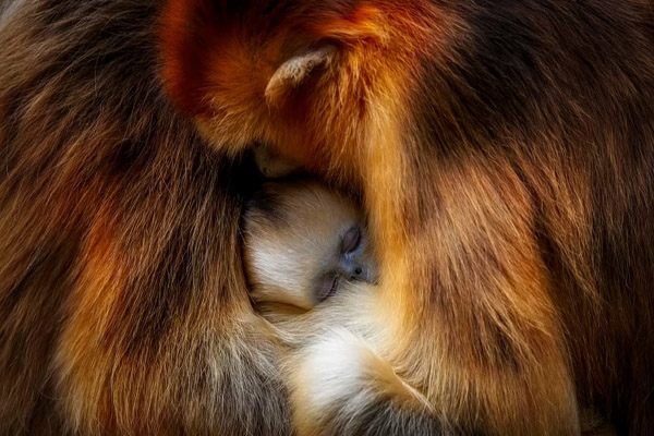 عکس های برگزیده حیات وحش در سال 2021 (گزارش تصویری) عکس های برگزیده حیات وحش در سال 2021 (گزارش تصویری)