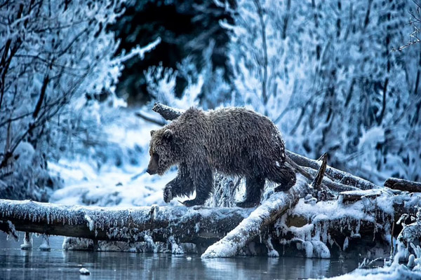 عکس های برگزیده حیات وحش در سال 2021 (گزارش تصویری) عکس های برگزیده حیات وحش در سال 2021 (گزارش تصویری)