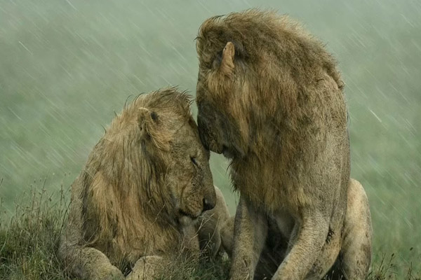 عکس های برگزیده حیات وحش در سال 2021 (گزارش تصویری) عکس های برگزیده حیات وحش در سال 2021 (گزارش تصویری)