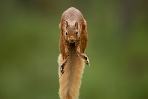 عکس های برگزیده حیات وحش در سال 2021 (گزارش تصویری) عکس های برگزیده حیات وحش در سال 2021 (گزارش تصویری)