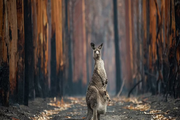 عکس های برگزیده حیات وحش در سال 2021 (گزارش تصویری) عکس های برگزیده حیات وحش در سال 2021 (گزارش تصویری)