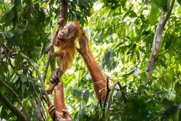 عکس های برگزیده حیات وحش در سال 2021 (گزارش تصویری) عکس های برگزیده حیات وحش در سال 2021 (گزارش تصویری)