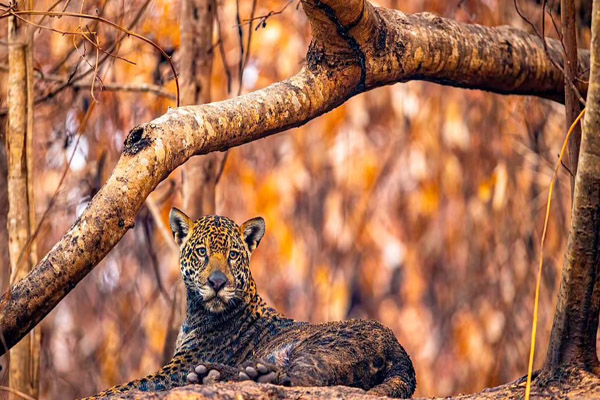 عکس های برگزیده حیات وحش در سال 2021 (گزارش تصویری) عکس های برگزیده حیات وحش در سال 2021 (گزارش تصویری)