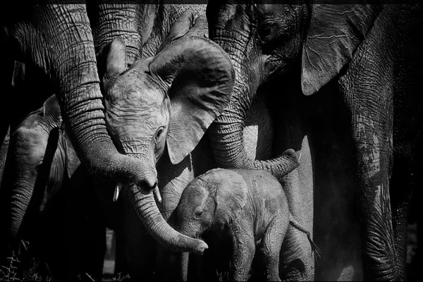 عکس های برگزیده حیات وحش در سال 2021 (گزارش تصویری) عکس های برگزیده حیات وحش در سال 2021 (گزارش تصویری)