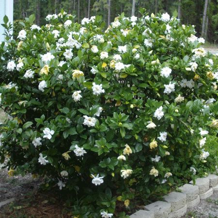 معرفی 3 گل زینتی زیبا برای طراحی فضای سبز