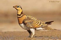 کشف ۶۴ پرنده وحشی در همدان