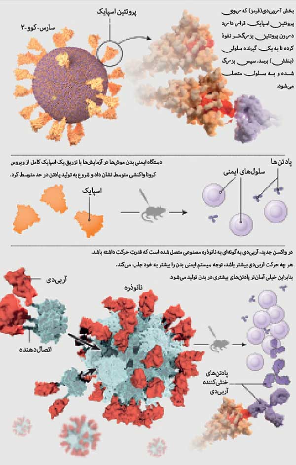 راهکار پروتئین مصنوعی در واکسن سازی راهکار پروتئین مصنوعی در واکسن سازی