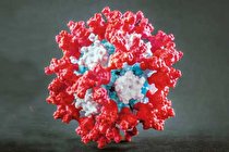 راهکار پروتئین مصنوعی در واکسن‌ سازی