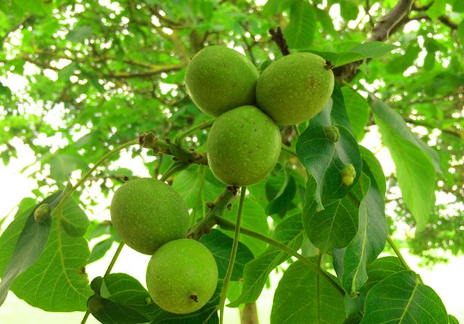 استعلام قیمت و خرید نهال گردو در کمتر از 5 دقیقه