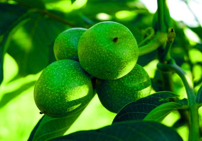 استعلام قیمت و خرید نهال گردو در کمتر از 5 دقیقه