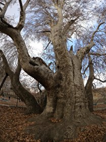 ثبت ملی پنج درخت کهنسال استان کرمان 