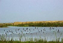 احیای تالاب صالحیه نظرآباد