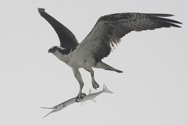 یخچال روی درخت / شکار و شکارچی بر فراز آسمان (گزارش تصویری)