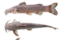 ریشه‌ یابی حاشیه‌های نامگذاری ماهی علی دایی