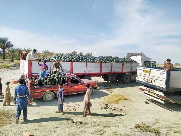 بفرمایید هندوانه بورک بفرمایید هندوانه بورک