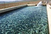 فعالیت ۲۰ استخر پرورش ماهی قزل آلا در بدره