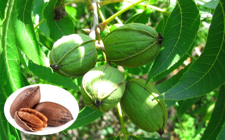 خرید بهترین نهال گردو آمریکایی و ایرانی با بهترین قیمت از گلد نهال: