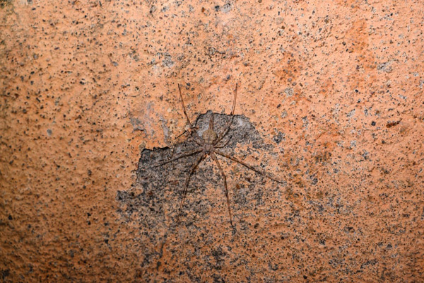 رانش زمین یک جاده را بلعید/ شهرت جهانی گربه ای که سبز شد (گزارش تصویری)