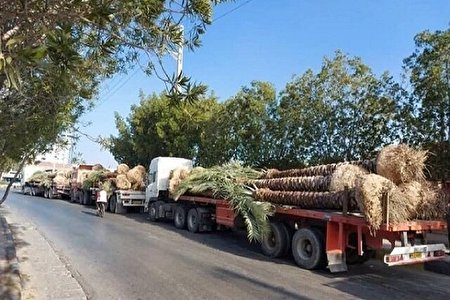 گواهی بهداشت نخلهای صادر شده به قطر جعلی است
