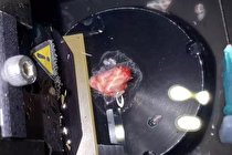 مغز انسان ۱۲ ساعت در آزمایشگاه زنده ماند