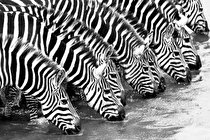 معمای لباس گورخرها