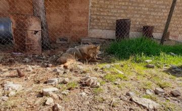 نجات یک قلاده شغال توسط دوستداران محیط زیست در لرستان