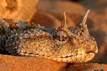 نکاتی درباره خزندگان؛ قدیمی ترین مهره‌داران خشکی