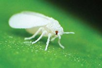 نکاتی درباره مگس‌ های سفید