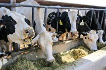 ارتقای سلامت دام با افزودنی‌ های محققان کشور