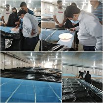 شروع ذخیره سازی بچه میگو از اول اسفندماه در مجتمع های پرورش میگو هرمزگان