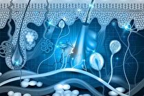 دانشمندان سلول‌ های پوست انسان را ۳۰ سال جوان‌تر کردند