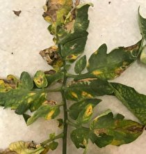  شیوع بیماری سفیدک پودری در برخی گلخانه های منطقه حاجی آباد هررمزگان  محرز شد 