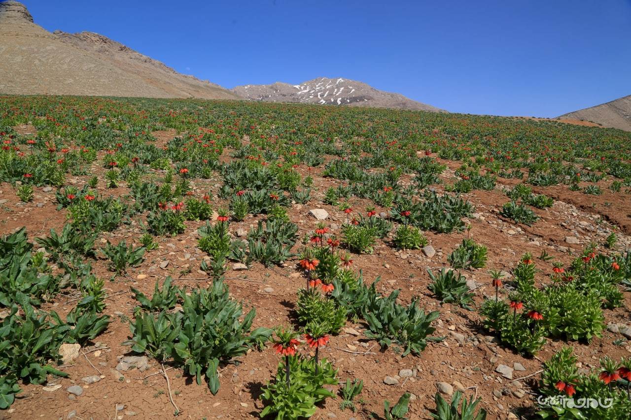 شکوفائی دشت لاله های واژگون شهرستان کوهرنگ در استان چهار محال و بختیاری شکوفائی دشت لاله های واژگون شهرستان کوهرنگ در استان چهار محال و بختیاری