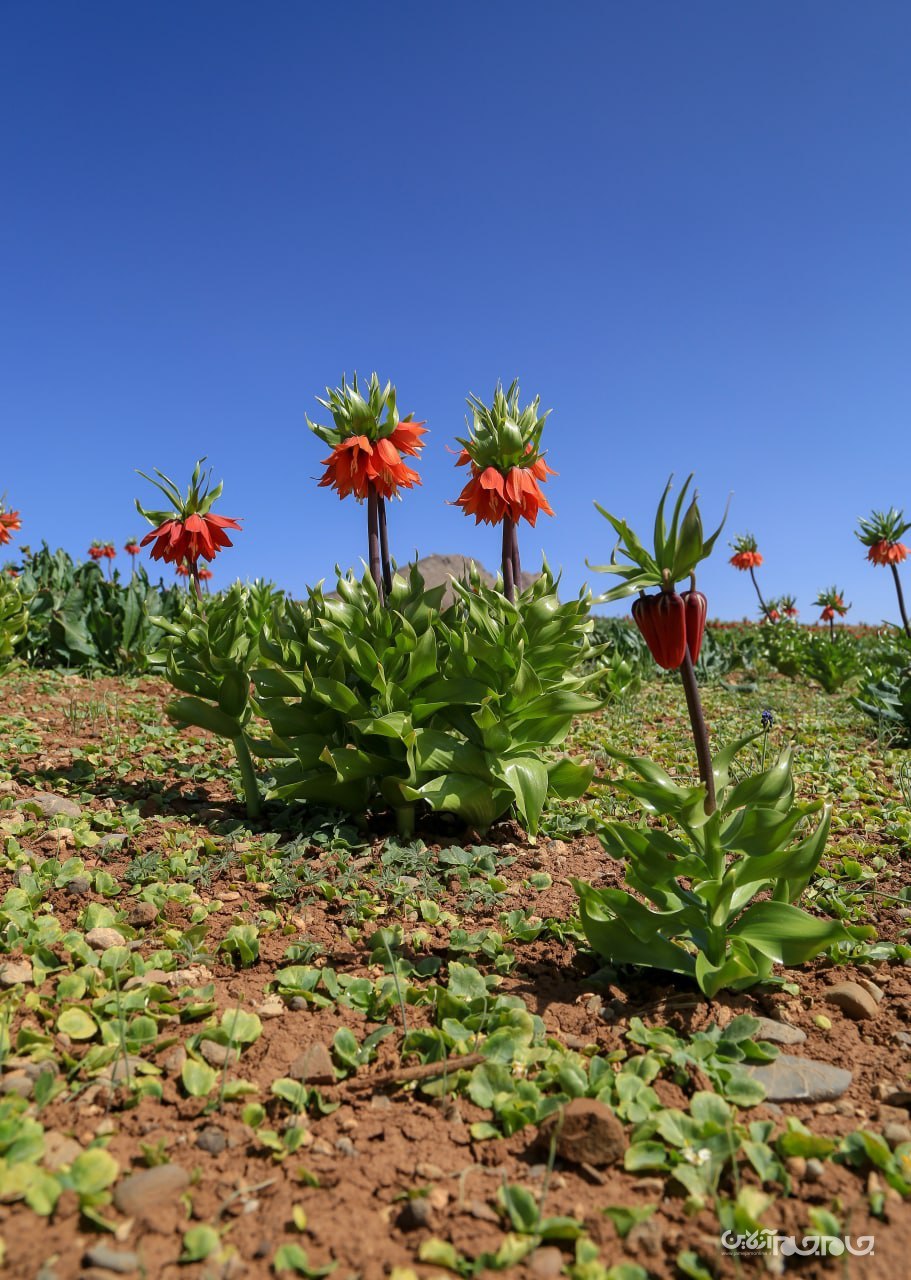 شکوفائی دشت لاله های واژگون شهرستان کوهرنگ در استان چهار محال و بختیاری شکوفائی دشت لاله های واژگون شهرستان کوهرنگ در استان چهار محال و بختیاری