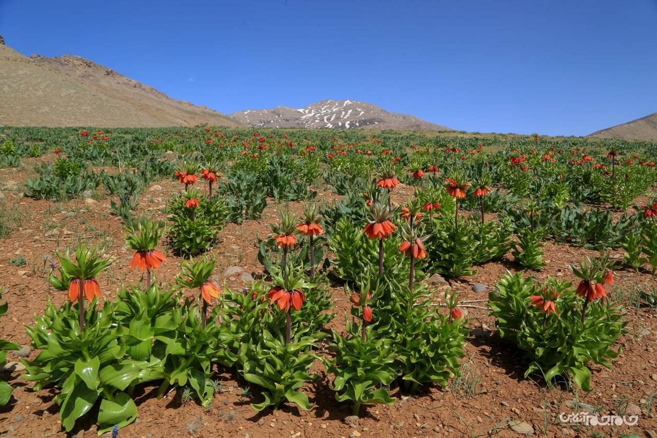 شکوفائی دشت لاله های واژگون شهرستان کوهرنگ در استان چهار محال و بختیاری شکوفائی دشت لاله های واژگون شهرستان کوهرنگ در استان چهار محال و بختیاری