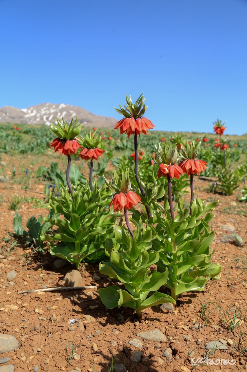 شکوفائی دشت لاله های واژگون شهرستان کوهرنگ در استان چهار محال و بختیاری شکوفائی دشت لاله های واژگون شهرستان کوهرنگ در استان چهار محال و بختیاری