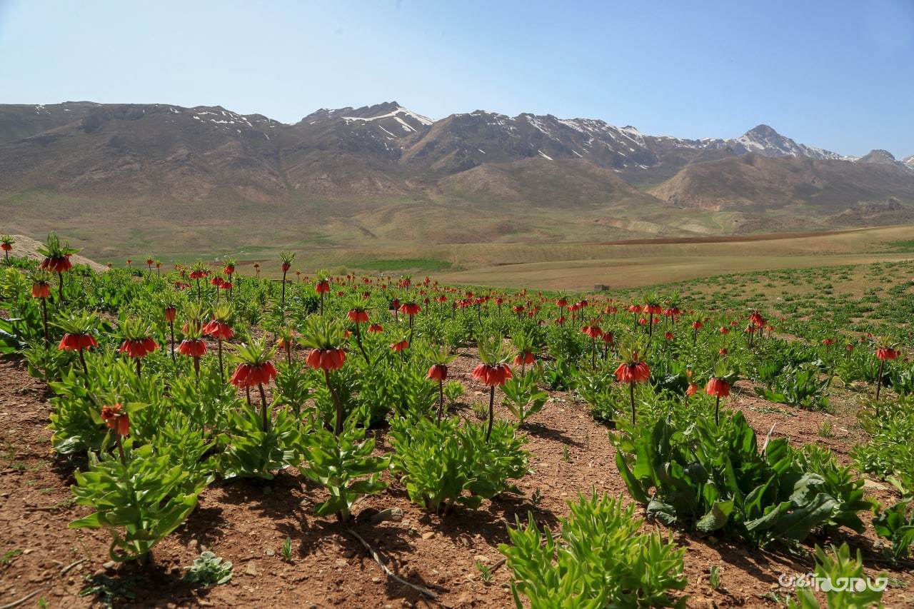 شکوفائی دشت لاله های واژگون شهرستان کوهرنگ در استان چهار محال و بختیاری شکوفائی دشت لاله های واژگون شهرستان کوهرنگ در استان چهار محال و بختیاری