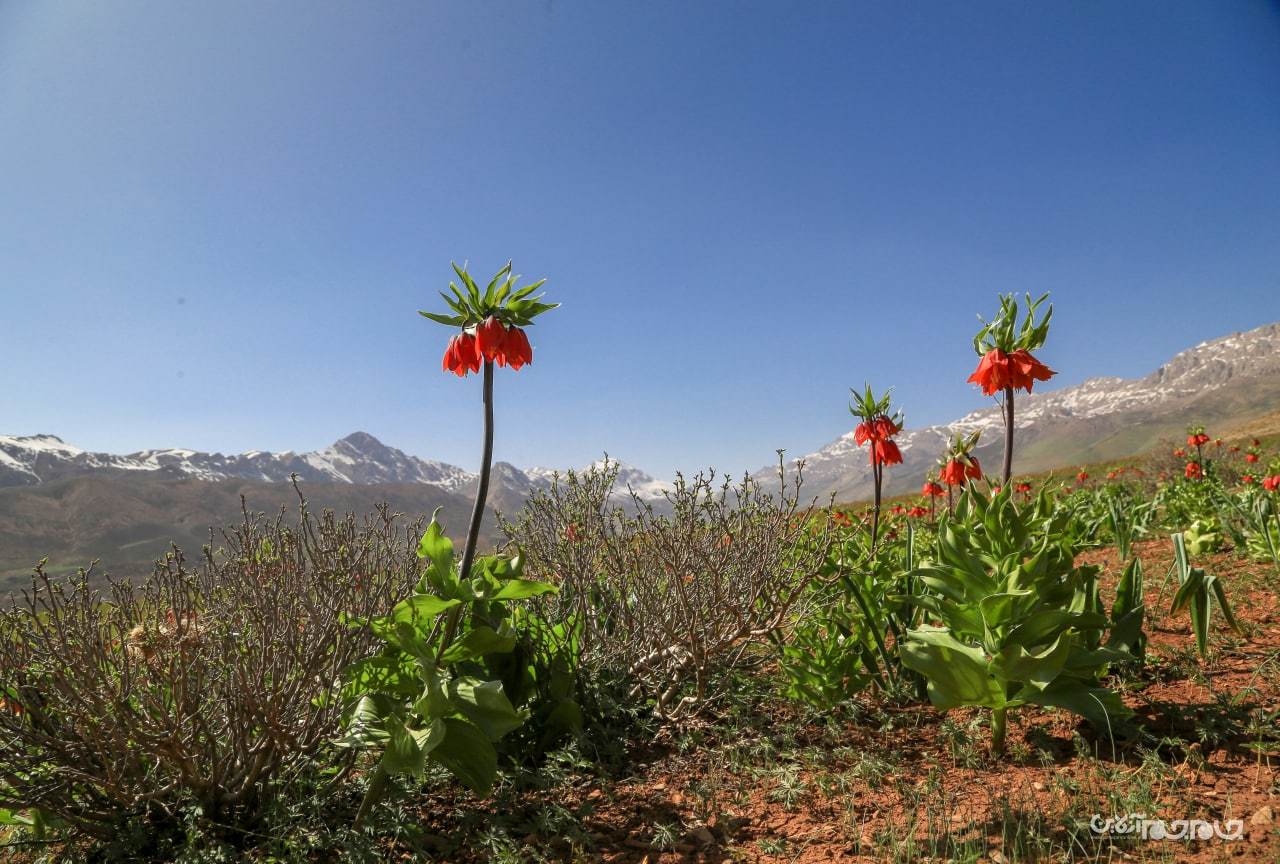 شکوفائی دشت لاله های واژگون شهرستان کوهرنگ در استان چهار محال و بختیاری شکوفائی دشت لاله های واژگون شهرستان کوهرنگ در استان چهار محال و بختیاری